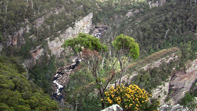Der Leven Canyon ist Tasmaniens tiefstes Kalksteintal